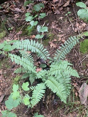 Polystichum acrostichoides