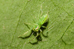 Lyssomanes pauper