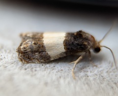 Epiblema tripartitana