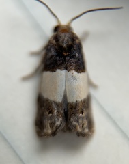 Epiblema tripartitana