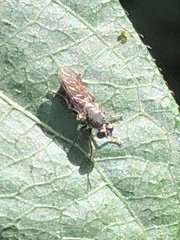 Atomosia puella
