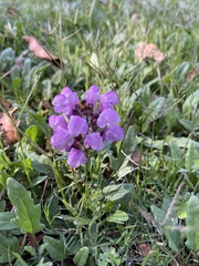 Prunella vulgaris