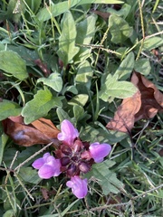 Prunella vulgaris