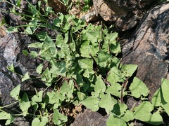 Aristolochia wrightii