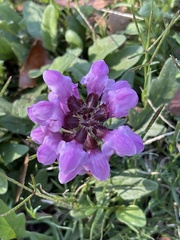 Prunella vulgaris