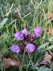 Prunella vulgaris