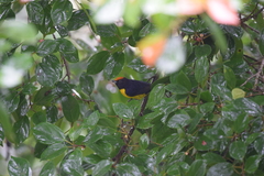 Euphonia anneae