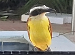 Pitangus sulphuratus