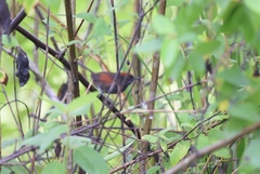 Synallaxis brachyura