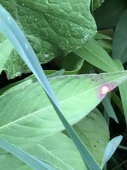 Septoria polygonorum