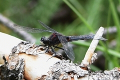 Leucorrhinia borealis