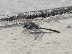 Anisoptera