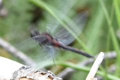 Leucorrhinia borealis