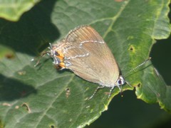 Satyrium eximia