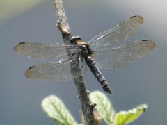 Anisoptera