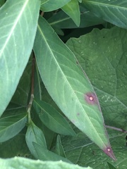 Septoria polygonorum