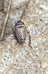 Anoscopus flavostriatus