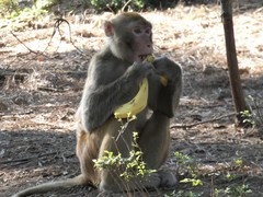 Macaca mulatta