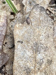 Anoscopus flavostriatus