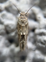 Mompha stellella