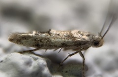 Mompha stellella