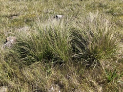 Calamagrostis ophitidis