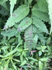 Pseudocercospora vitis