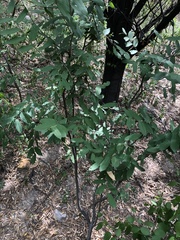 Astronium graveolens