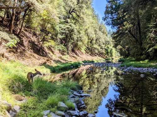 iNaturalist observation photo of Columbian Black-tailed Deer