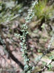 Phyllanthus microcladus