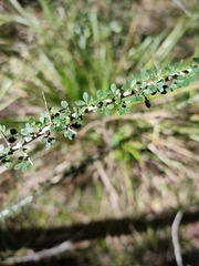 Phyllanthus microcladus