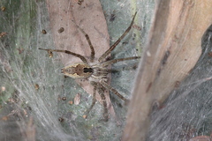 Dendrolycosa icadia