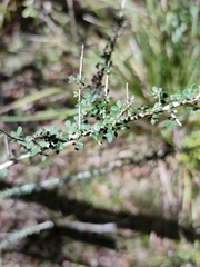 Phyllanthus microcladus