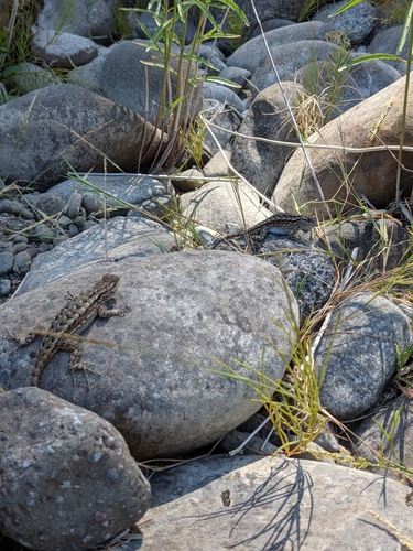 iNaturalist observation photo of Western Fence Lizard