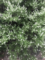 Eysenhardtia orthocarpa