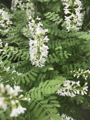 Eysenhardtia orthocarpa