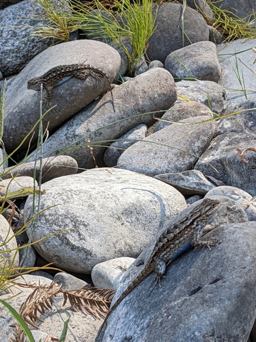 iNaturalist observation photo of Western Fence Lizard