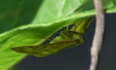 Crocidophora serratissimalis