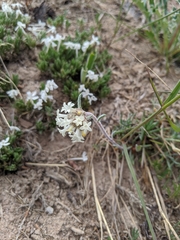Ipomopsis spicata tridactyla