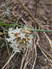 Ipomopsis spicata tridactyla