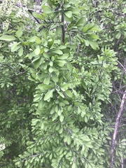 Phaulothamnus