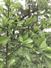 Phaulothamnus