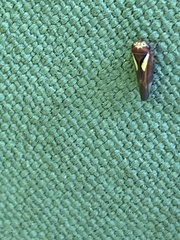 Balcanocerus provancheri