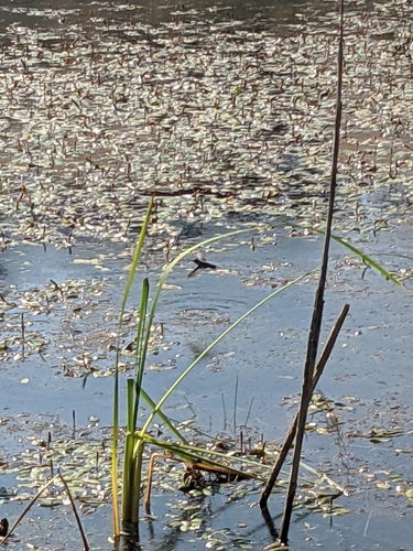 iNaturalist observation photo of Hummingbirds