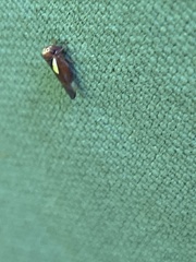 Balcanocerus provancheri