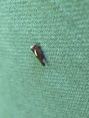 Balcanocerus provancheri