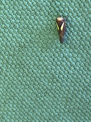 Balcanocerus provancheri