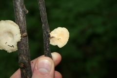 Neofavolus americanus