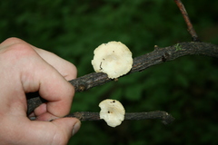 Neofavolus americanus