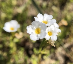 Plagiobothrys stipitatus stipitatus